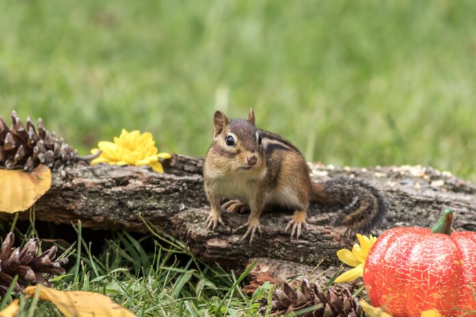 How to keep squirrels out of garden